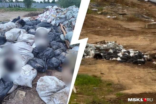 На территории ЖК «Видный город» образовалась свалка из останков мертвых баранов и строительного мусора | Источник: читательница MSK1.RU