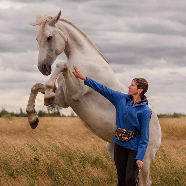 Источник: Школа Свободных Лошадей/koneterapia.ru