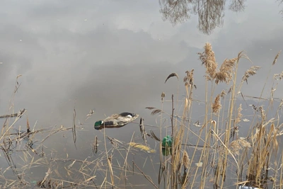 Житель Нижнего Новгорода обнаружил мертвых уток в Парковом озере