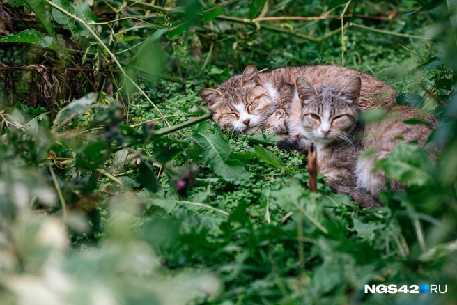 Хорошо быть котом — лежишь себе, отдыхаешь, пока человек тесты какие-то проходит | Источник: Максим Серков / NGS42.RU