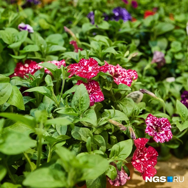 Петунии удивляют расцветками | Источник: Александр Ощепков / NGS.RU