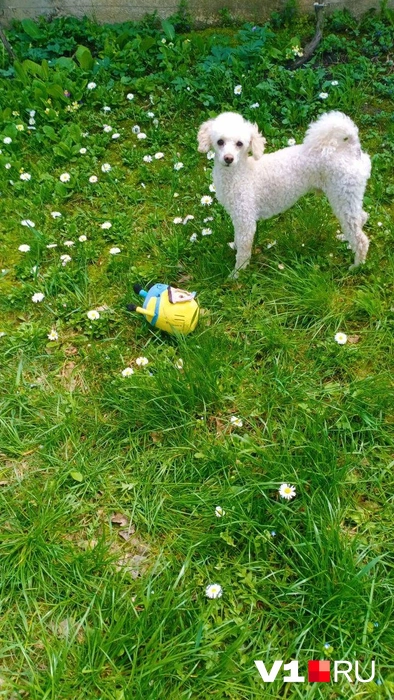 Это Арчи, но согласитесь, так и хочется назвать его барашком | Источник: читатели V1.RU