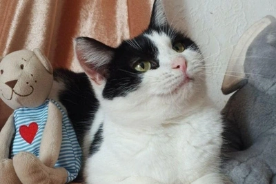 В Новосибирске пристраивают кошку Милку, спасенную из-под капота