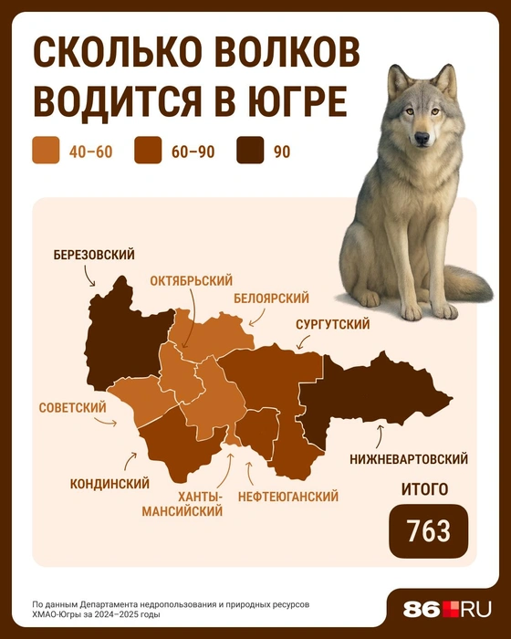 Количество волков незначительно уменьшилось | Источник: Серафима Пантыкина / Городские медиа