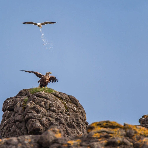 «Цель поражена!» | Источник: Antoine Rezer / Nikon Comedy Wildlife Awards 2025