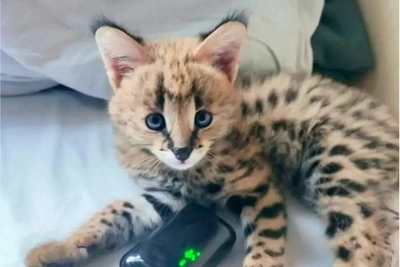 В Новосибирске продают котят саванны за 280 тысяч рублей