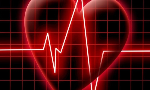 Росссийские ученые создали цифровое сердце