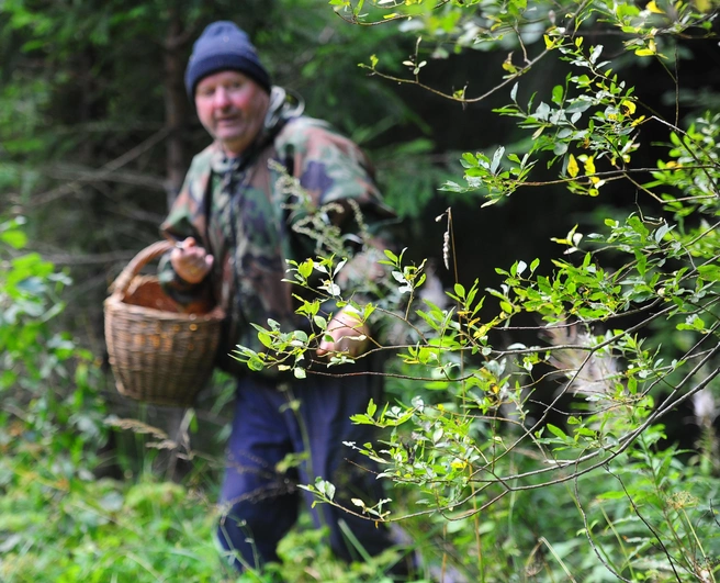 Когда тихая охота не в радость. Как бороться с лосиными вшами  | Источник: ИТАР ТАСС/ Владимир Смирнов