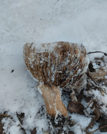 Снимки были сделаны вечером | Источник: «Грибные истории НСО» / vk.com