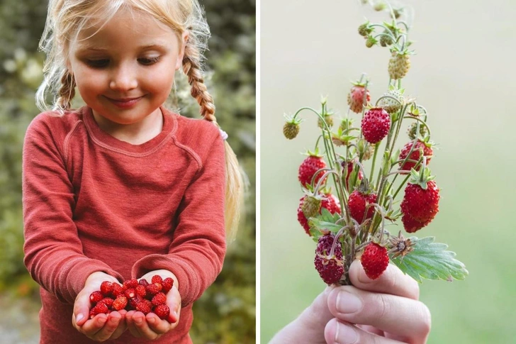 Нужно ли мыть землянику и еще 4 вопроса нутрициологу | parents.ru