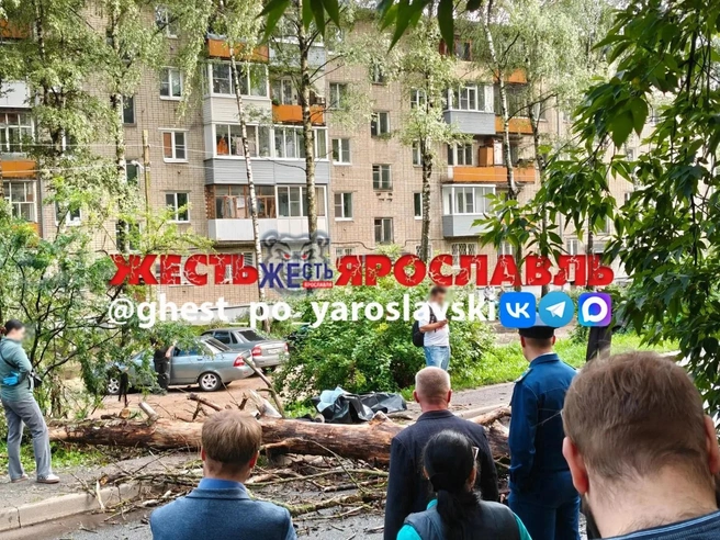 Со слов очевидцев, вдоль аллеи растет много старых тополей | Источник: Жесть Ярославль / Max