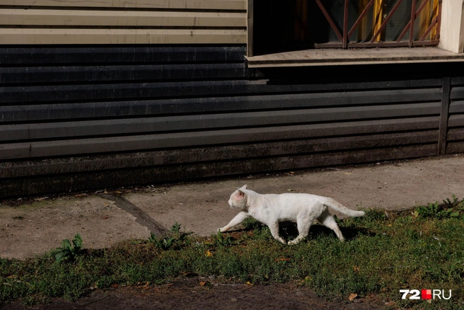 Куда направляется этот кот деловой походкой, как думаете? | Источник: Ирина Шарова / 72.RU