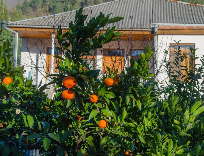 В Абхазии растут по-настоящему вкусные мандарины | Источник: Оксана Витязь