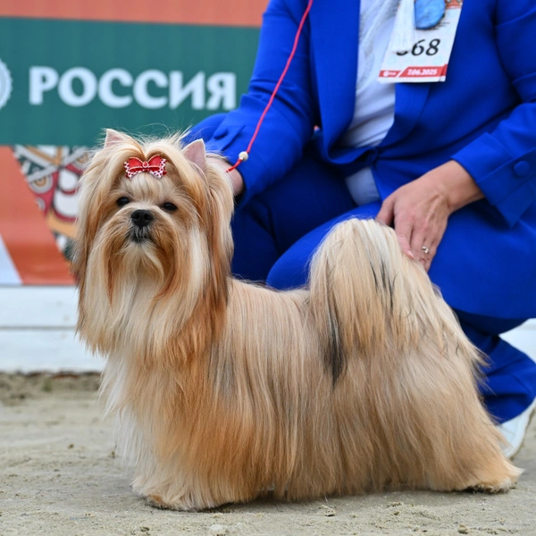 Источник: РКФ