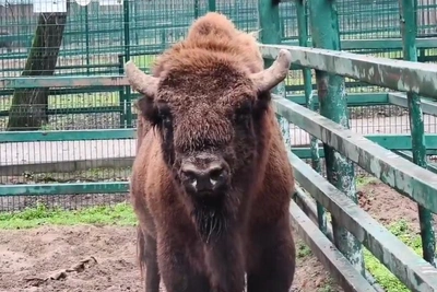Краснокнижный зубр едет в Барнаул