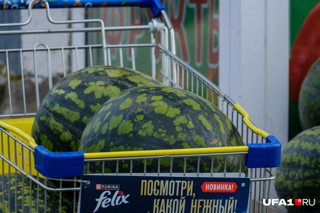Арбуза хотите в октябре?  | Источник: Булат Салихов / UFA1.RU