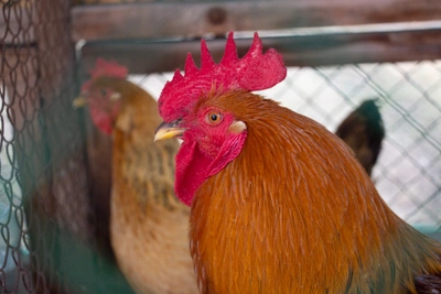 День Клима Холодного: почему 8 декабря нельзя подметать пол