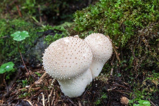 Дождевик шиповатый сложно перепутать с другими грибами | Источник: mycology.su