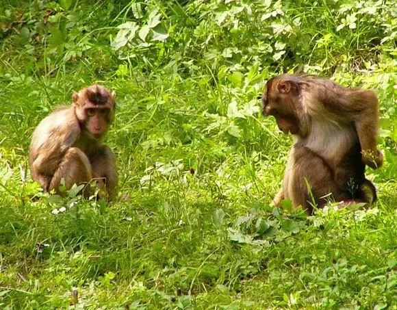 Обезьяны не слишком беспокоились из-за внимания людей | Источник: Архив / «Фонтанка.ру»