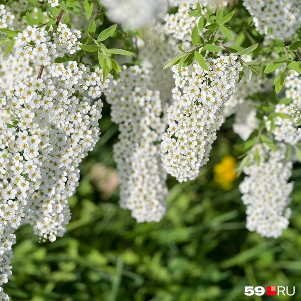 Источник: Василина Любимова / 59.RU