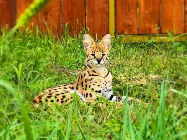Источник: lionspark.ru