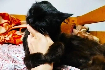 Woman in Tyumen Oblast dies after cat bite