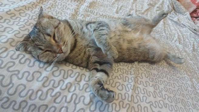 Еще пять минуточек! | Источник: читатель 63.RU