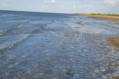 Scientists propose crackers made from Azov Sea jellyfish