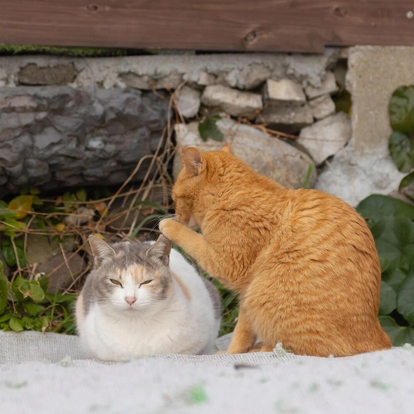 Источник: Comedy Pet Photography Awards