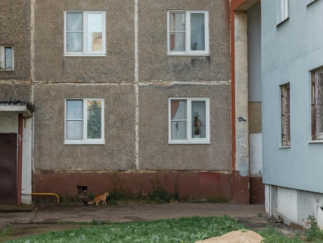 Во дворах неспешно гуляют коты, давно ставшие частью местного пейзажа | Источник: Александр Куренной / 76.RU