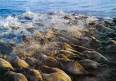 Тюлени каспийских песков