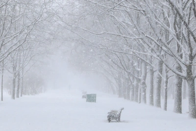 В Воронежской области 26 декабря прогнозируют метель и заносы
