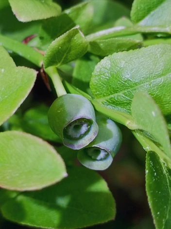 Источник: Вероника Черанева