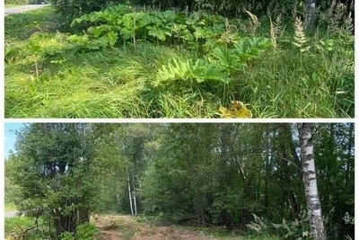 Ленобласть утвердила список опасных инвазивных растений