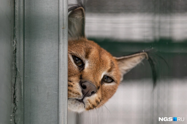 Посмотрите, какие кисточки на ушках у каракала!  | Источник: Александр Ощепков / NGS.RU