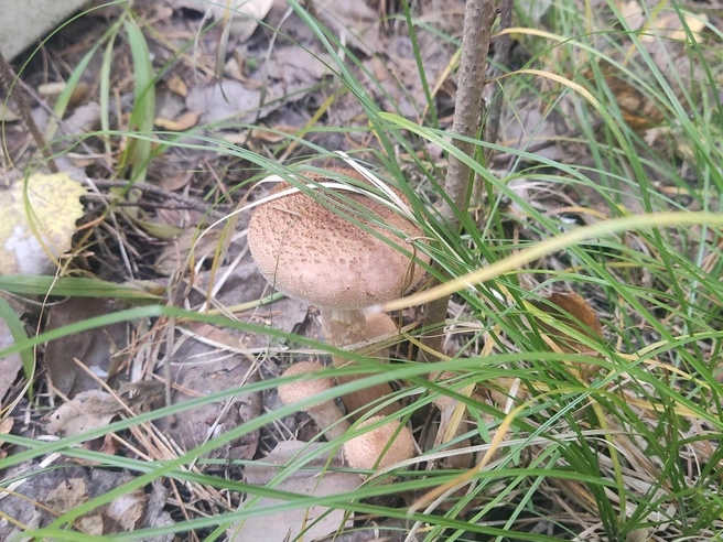 Осенние опята летом | Источник: Арту Адамов / VK