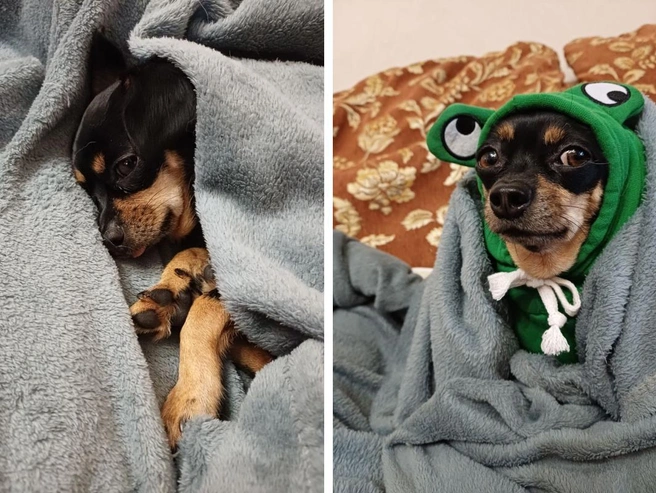 Собака Моника (Плахотного, 72/1) постепенно согревается. В её квартире отопления нет. | Источник: Мария