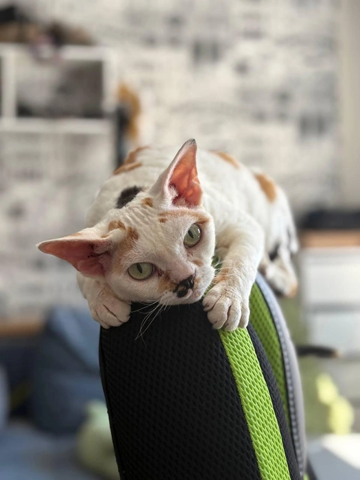 Чтобы к вам пришла удача&nbsp;— ставьте лайк новости! | Источник: читатель 63.RU