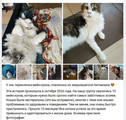 Волонтеры следят за судьбой пристроенных кошек | Источник: vk.com/sant_bastet