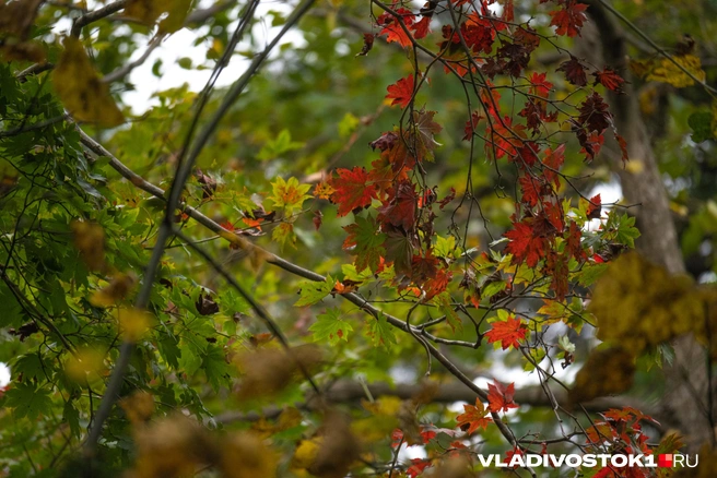 Источник: Елена Буйвол / VLADIVOSTOK1.RU