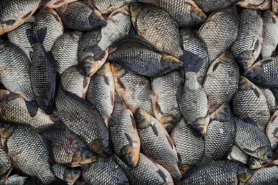 Три района Новосибирской области лидируют по описторхозу