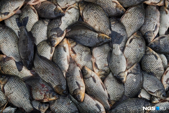 Описторхоз широко распространён среди рыбы семейства карповых | Источник: Александр Ощепков / NGS.RU