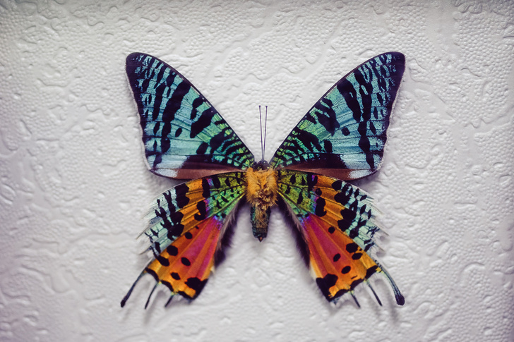 10 бабочек, крылья которых похожи на полотна импрессионистов