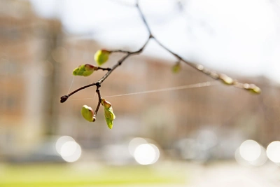 Конец марта в Алтайском крае: вернутся ли морозы?