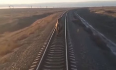 В Астраханской области поезд опоздал на 44 минуты из-за бегущего по рельсам верблюда (видео)