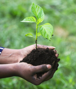 Вопросы читателей: когда высаживать растения в открытый грунт весной 2024