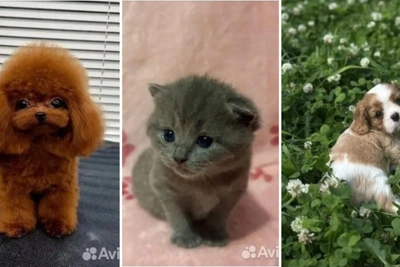 Цены на элитных котят и щенков в Кургане