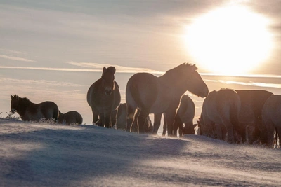 Przewalski's Horses Steadfastly Endure Frosts and Blizzards in Orenburg Region