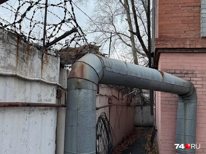 Возможно, что рысь хотела залезть на теплую трубу  | Источник: читатель 74.RU