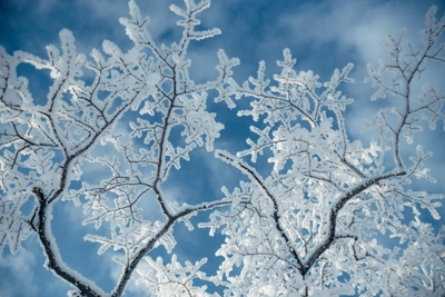 Voronezh Oblast Issues Storm Warning for Severe Frost